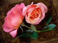 The rose is fairest when 'tis budding new, And hope is brightest when it dawns from fears. -Sir Walter Scott