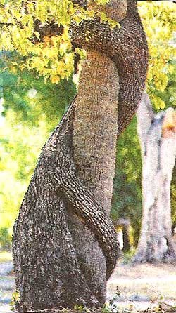 These entwined trees, recalling Philemon and Baucis, were found growing in Tampa, Florida, USA
